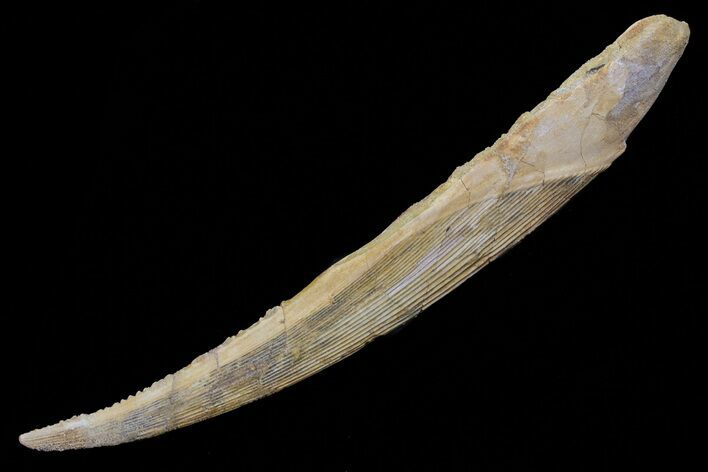 Large, Hybodus Shark Dorsal Spine - Cretaceous #73129